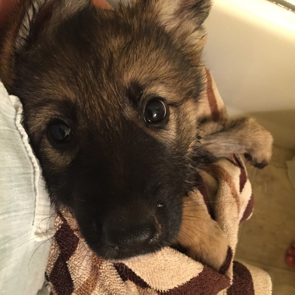 Meet your Posher, Ben - Picture 1 of 1